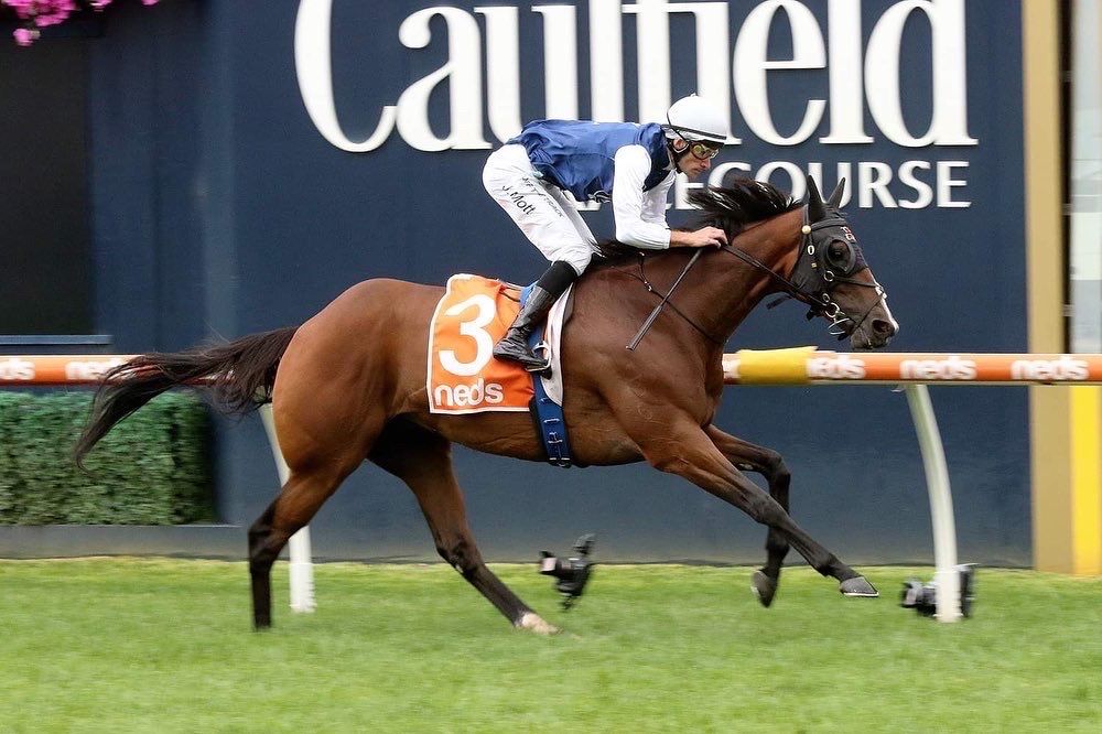 buy a racehorse
